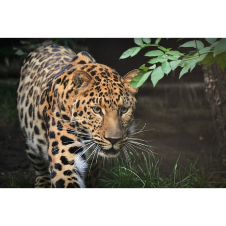 LAMINATED POSTER Predator Leopard Beast Mammal Zoo Animal Animals Poster Print 24 x