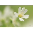 thumbnail image 2 of Podt, Martin 32x23 Gold Ornate Wood Framed with Double Matting Museum Art Print Titled - Stellaria Holostea, 2 of 4