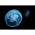 thumbnail image 2 of Moon Jellyfish Wall Mural by Wallmonkeys Peel and Stick Graphic (48 in W x 33 in H) WM10745, 2 of 4