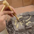 thumbnail image 2 of Kit de excavación de fósiles, Kit de excavación de fósiles de dinosaurios, esqueleto de hueso de dinosaurio para niños, regalo de paleontología para niños y niñas, 2 of 4