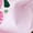 Soft Pink, variant on Western Floral Cow Skull T-Shirt, Boho Cowgirl Wildflower Cactus Tee
