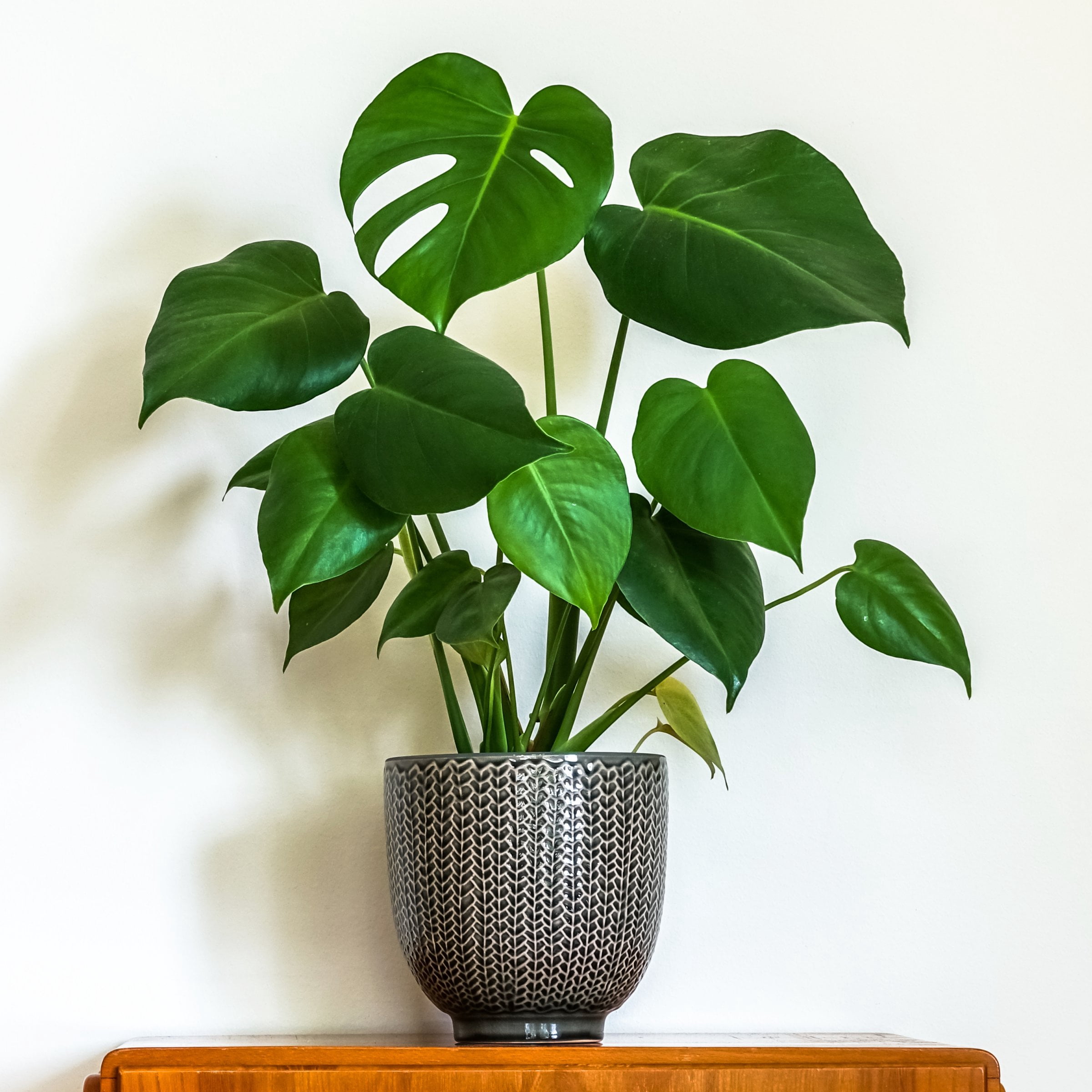 6 in. Monstera Deliciosa Plant in Grower Container