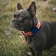 thumbnail image 5 of Case compatible with air tag for dogs and cats, soft shockproof cover (navy blue ), 5 of 5