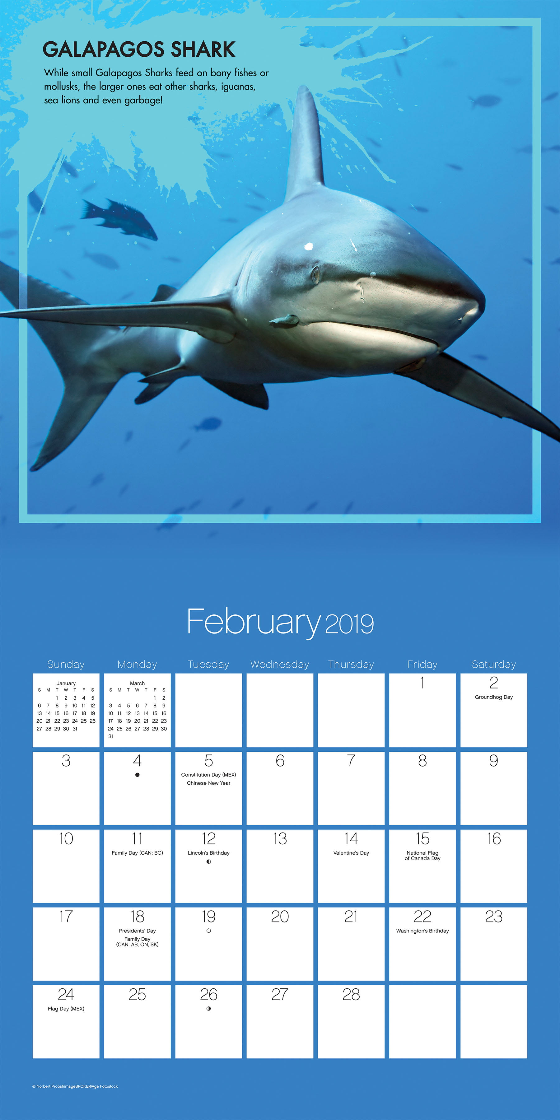 DateWorks Sharks 2021 Wall Calendar 12" x 12" 