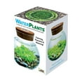 thumbnail image 2 of WaterPlants- Create Your Own Lush and Soothing Aquasacape Terrarium Starter Kit, Indoor Plant Glass Globe Terrariums with Powerful 3 LED Light and Complete Supplies, Just Add Water!, 2 of 9