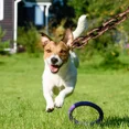 thumbnail image 3 of Correas Para Perros Cadenas Para Perros Cadenas Impermeables, 3 of 6