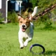 thumbnail image 3 of Correas Para Perros Cadenas Para Perros Cadenas Impermeables, 3 of 6