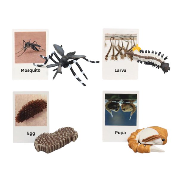 Figuritas de , juguete, biología, ciencia, etapa de crecimiento educativo, modelo, figuritas de animales, juguetes para decoración de escritorio, niños pequeños, niñas patinador Hugo Juego de crecimiento