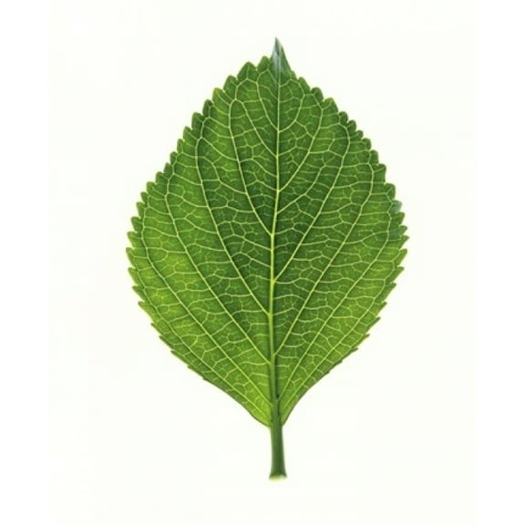Panoramic Images PPI118090 Close Up of Green Leaf On Light Grey Poster Print by Panoramic Images, 14 x 16