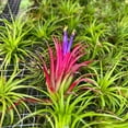 thumbnail image 5 of ragnaroc Air Plants - Tillandsia Ionantha Pack, Regular 1-3" - 50ct - Live Arrival Guaranteed - House Plants for Home Decor & Gift, 5 of 7