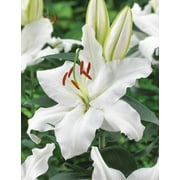 Casa Blanca Oriental Lily -4 Perennial Flower Bulbs, Easy to Grow - Made in USA, Ships from Iowa