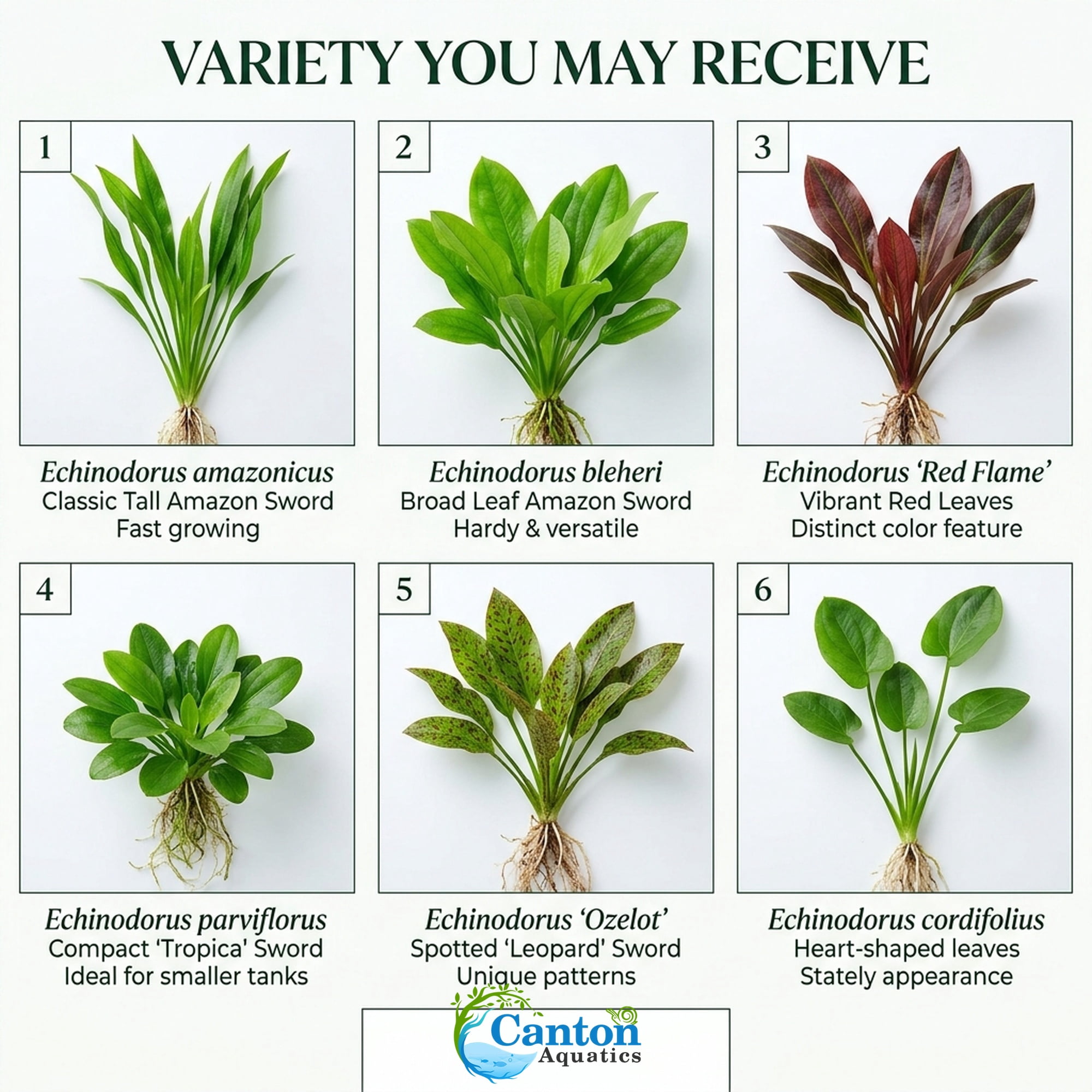 Amazon Sword Assorted Bundle, 10 Live Freshwater Aquarium Plants, Bare Root, 5–8 Inches