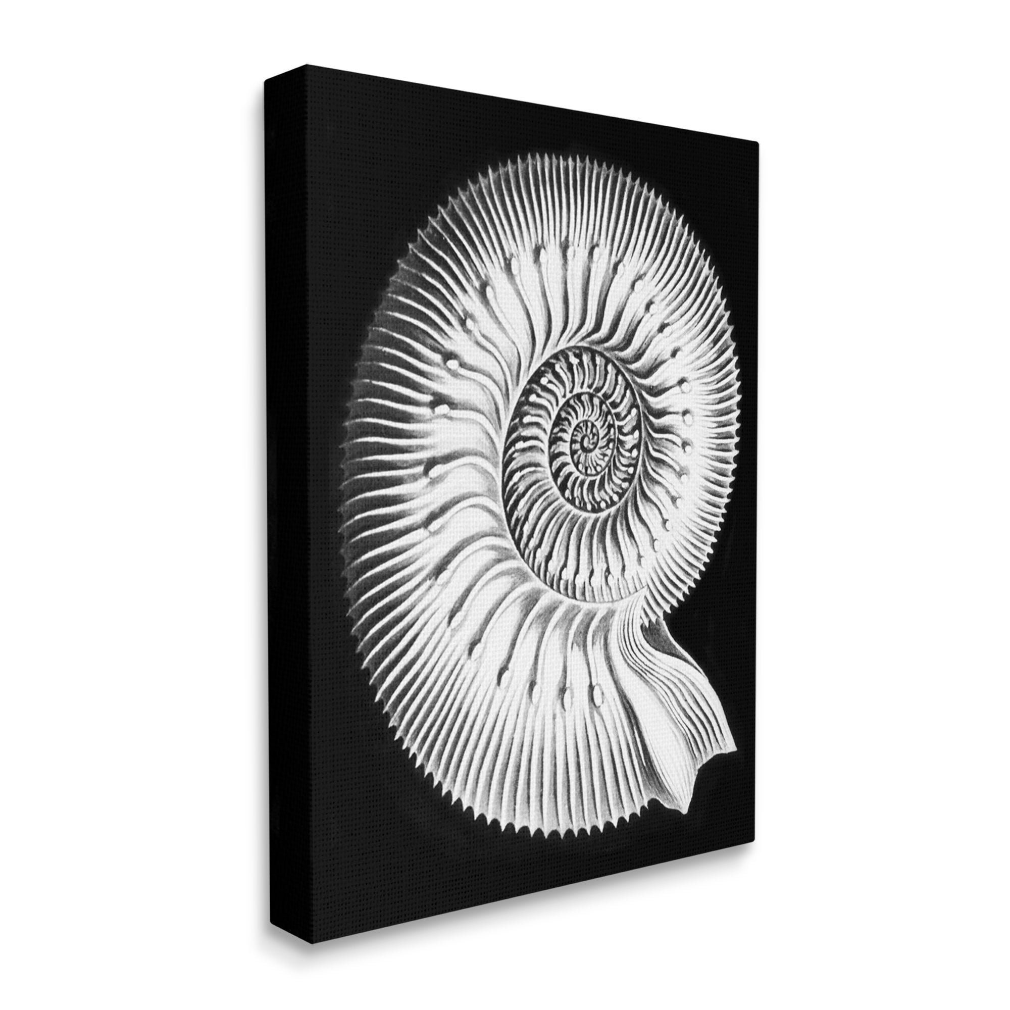 Stupell Industries Spiral Sea Life Beach Shell Modern Fractal Graphic Art Gallery Wrapped Canvas Print Wall Art, Design by Graffitee Studios