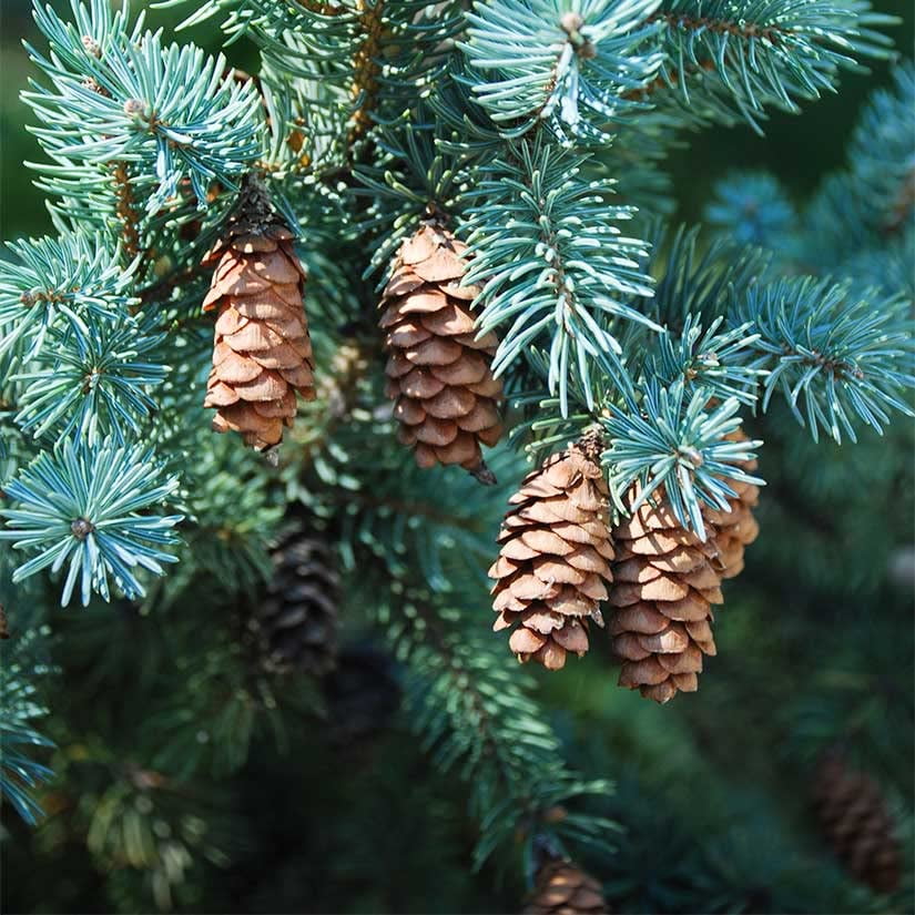 CZ Grain White Spruce Live Tree