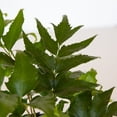 thumbnail image 6 of Expert Gardener Holly Fern (2.5 Quart) Semi-evergreen perennial with glossy green foliage - part sun to shade plant, 6 of 8