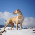 thumbnail image 4 of BESTYASH Bandana Para Mascotas Lavable De Con Y Para Perros Y Pequeños, 4 of 6