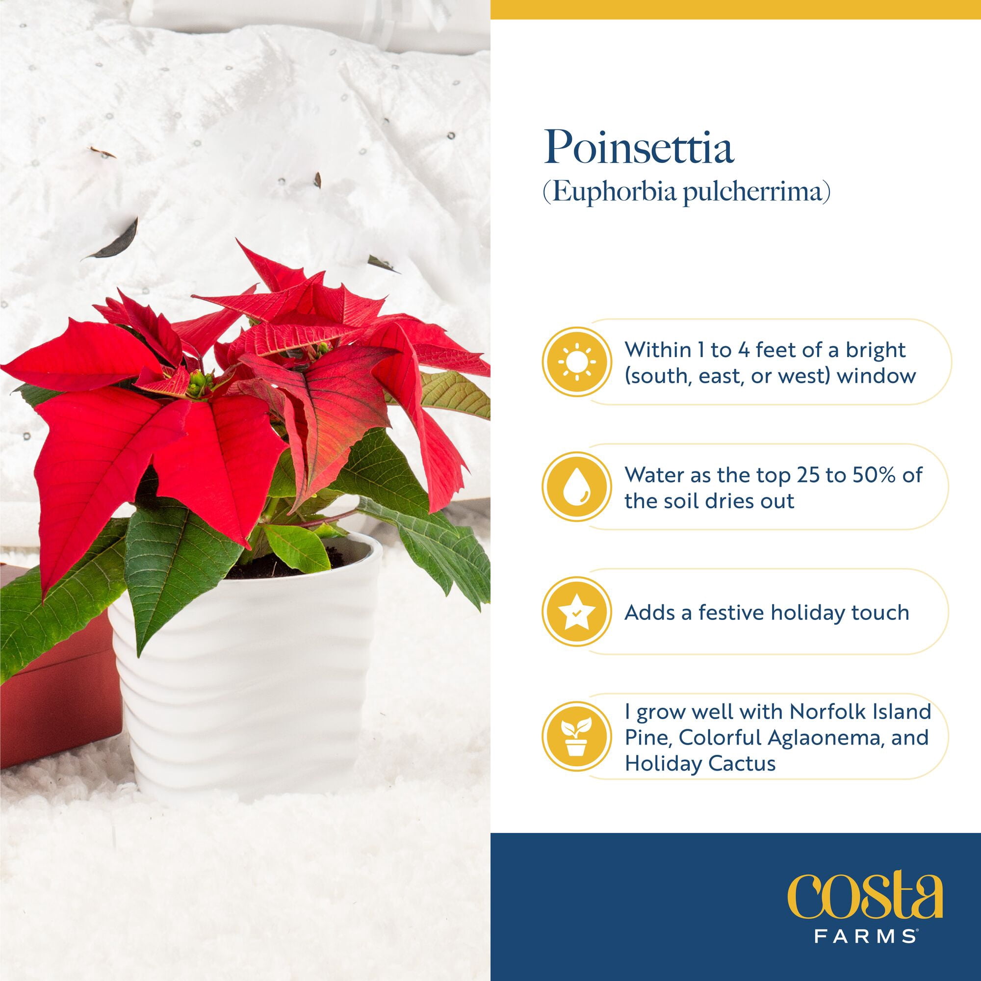 Costa Farms 6-10" Tall Red Poinsettia, Bright Indirect Sunlight, Indoor Live House Plants, 4-pk