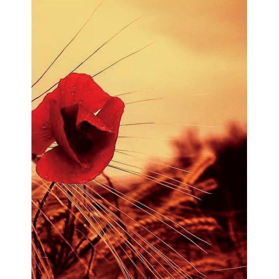 Poppy Notebook Large Size 8.5 X 11 Ruled 150 Pages Softcover