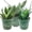 3 Plants, variant on Signature Botanics Snake Plant Collection - 4 Live Plants in 4 Inch Growers Pots - Growers Choice - Elegant and Beautiful Easy Care Indoor Foliage Perfect for Home or Office