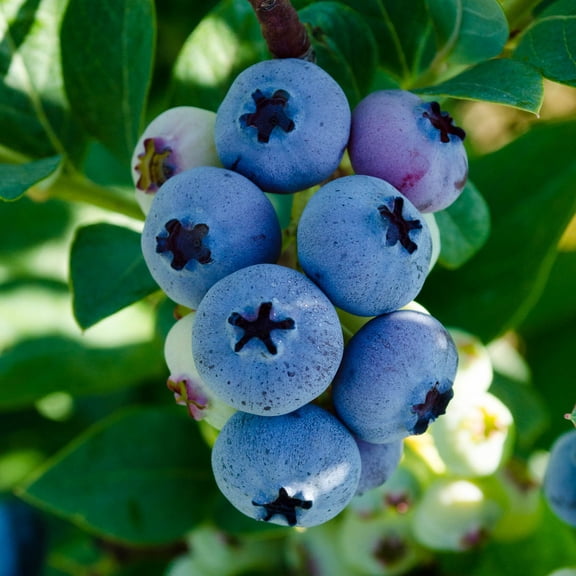 Elliot Blueberry Bush Fruiting Plant grown in a 2.25 Gallon Pot (1-Pack)