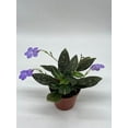 thumbnail image 2 of Begonia rajah, 4 inch Pot, Extremely Rare Homegrown Exclusive, 2 of 3