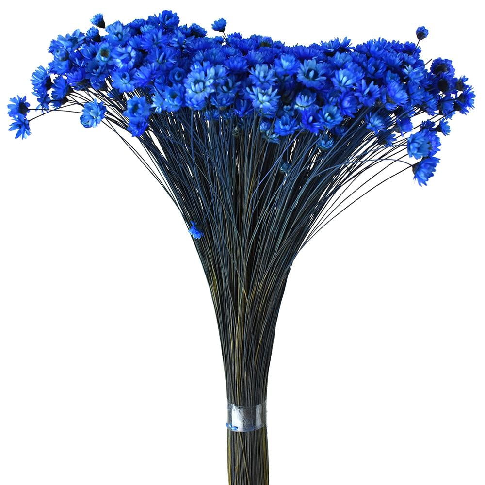 Dried Natural Star Flowers Bundle, Blue