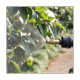 thumbnail image 2 of Bomba de aire manual, bidón de agua transparente, desinfectante para el hogar, para plantas de jardín, riego de flores., 2 of 5