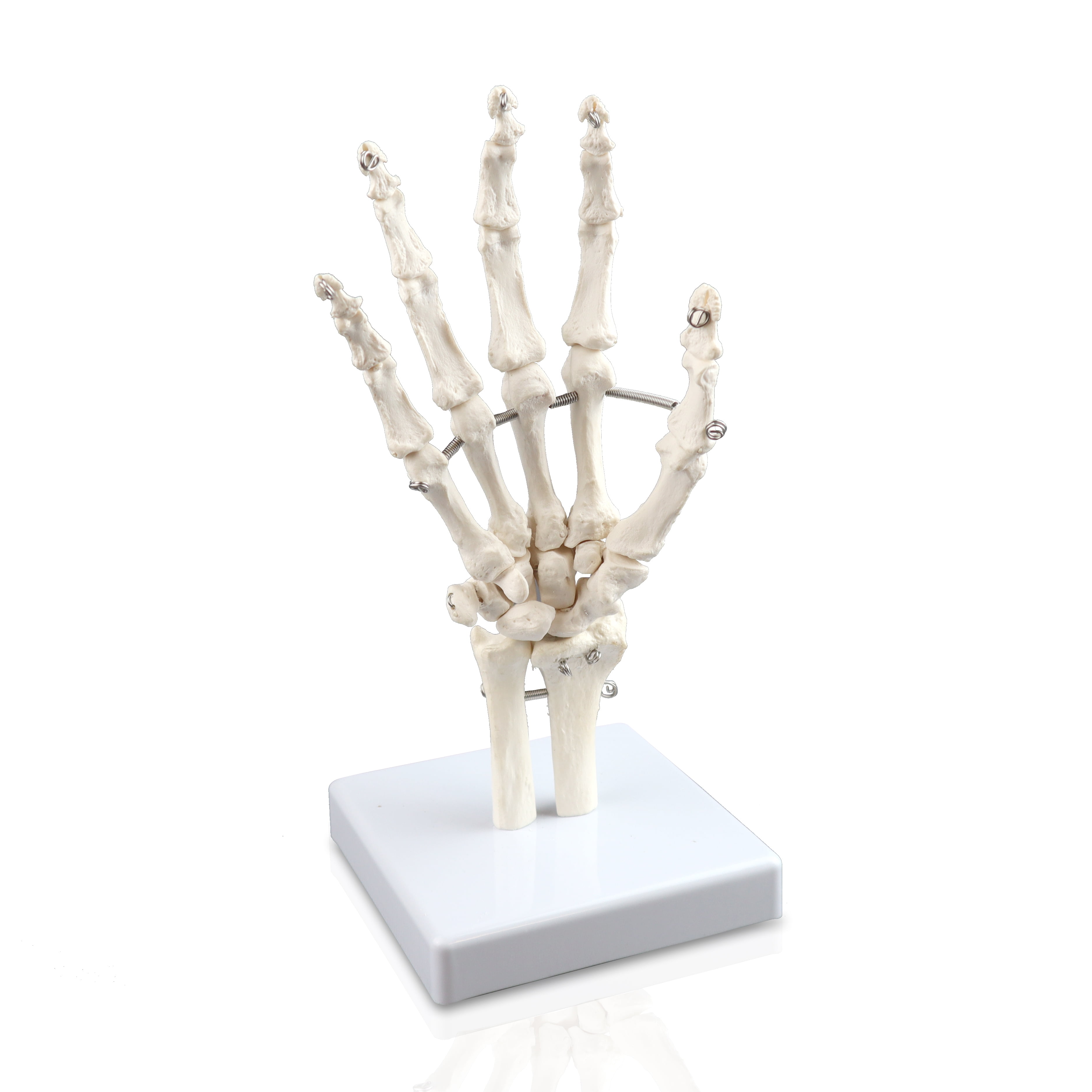 Isaac Technologies ICB10210 Right Hand Skeleton with Articulated Joints Shows Ulna and Radius