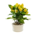 thumbnail image 1 of GadgetVLot Home Decoration Simulation Lemon Foam Fruit Pot Branch Artificial Flower Arrangement Shooting Decoration, 1 of 8