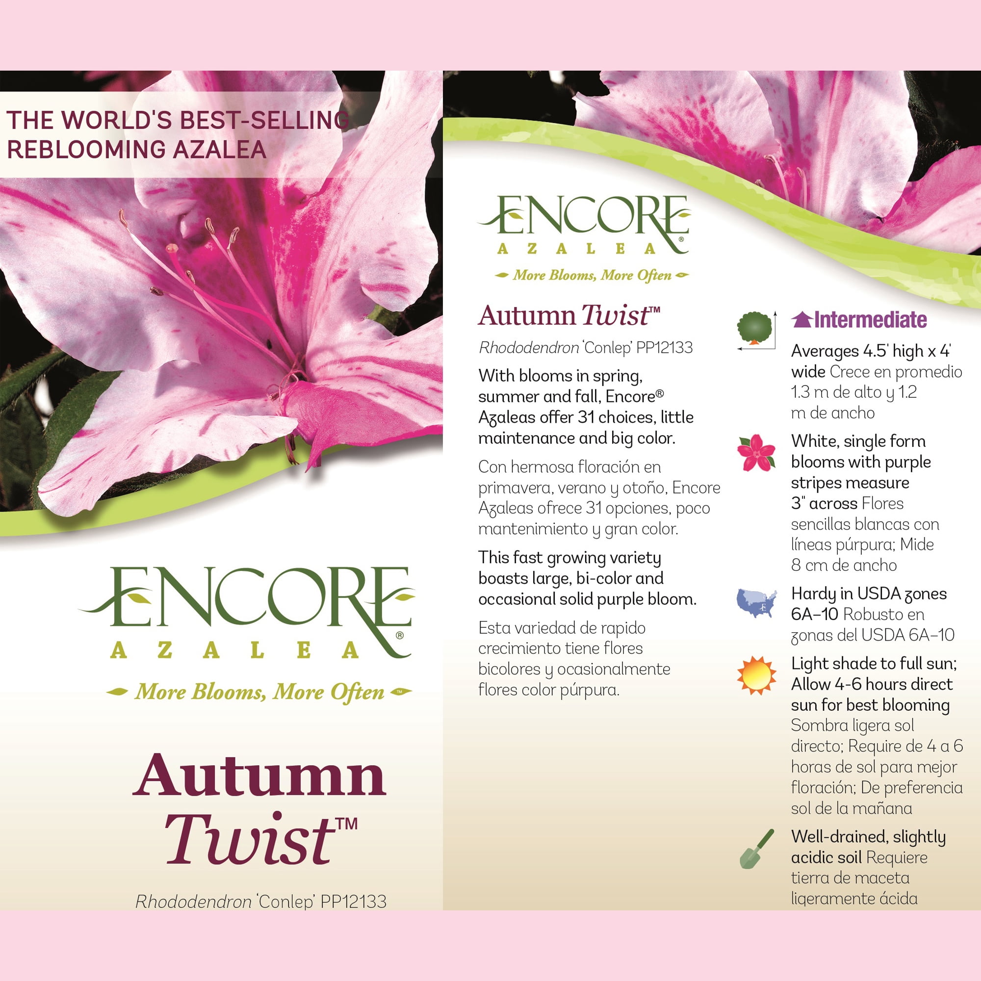 Encore Azalea Autumn Twist Live Shrub (2 Gallon)