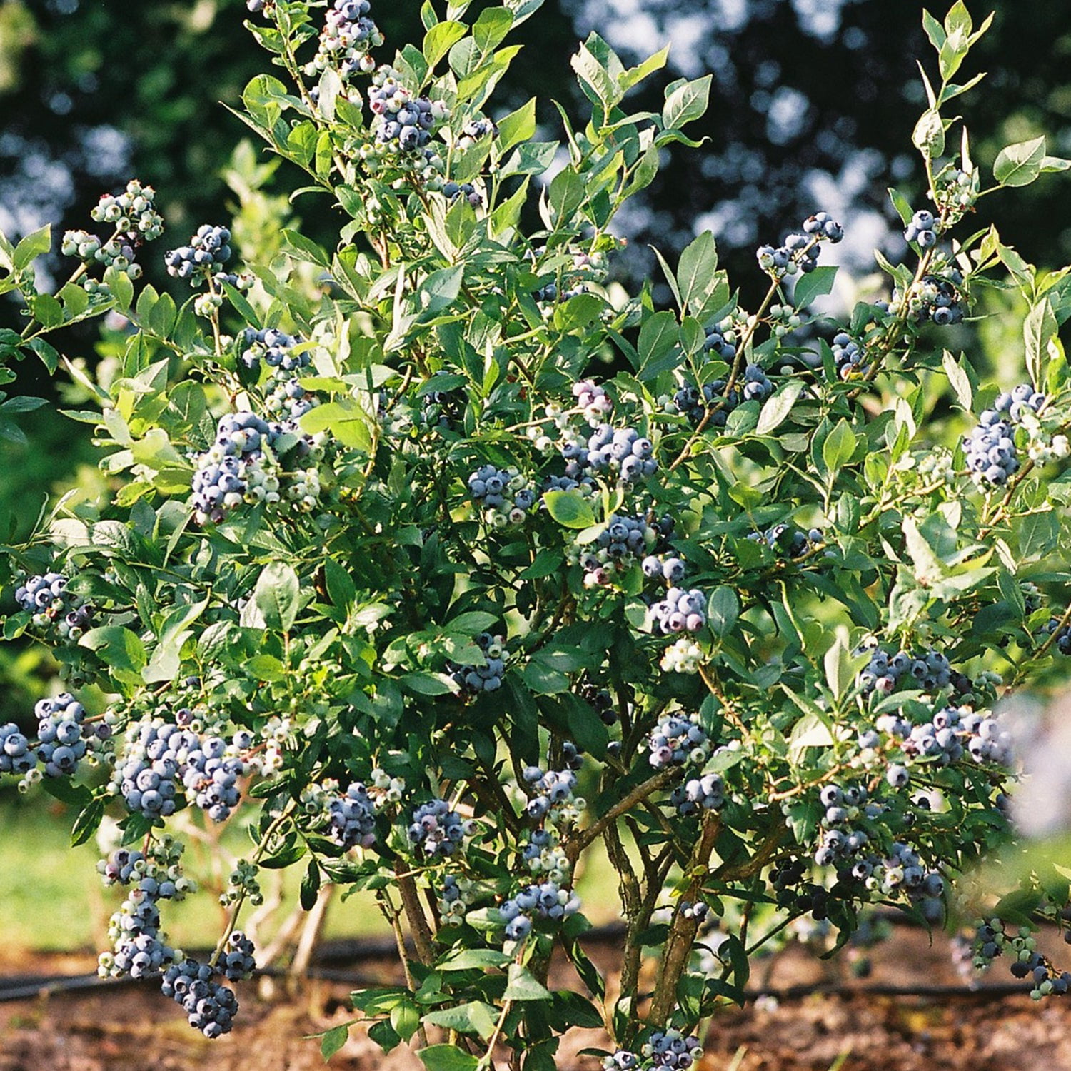 Expert Gardener 3-4 ft tall Austin Rabbiteye Blueberry Live Shrub in 7-Gallon Grower Pot