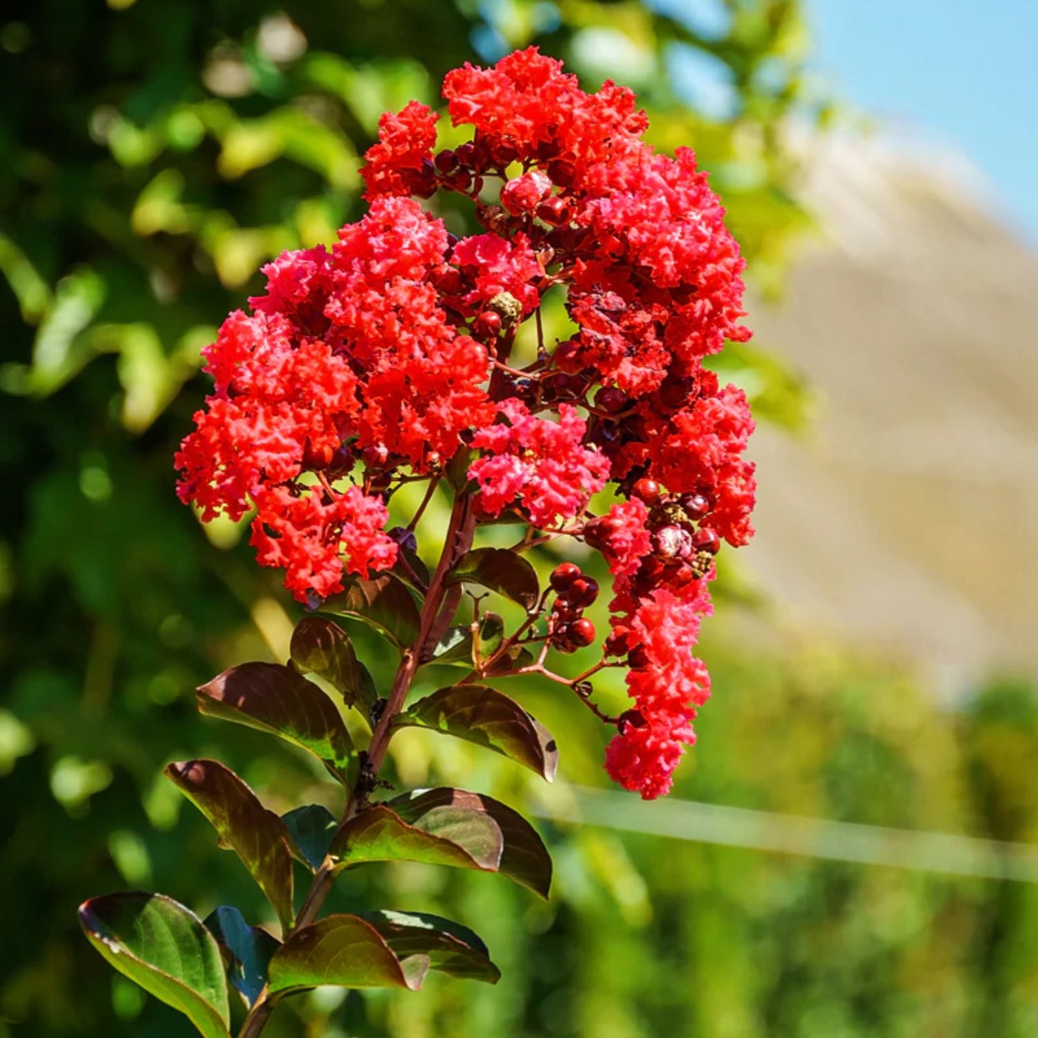 Garden Debut 2-3 ft. Tall Scarlet Beauty Crape Myrtle Live Tree in 3- Gallon Grower Pot
