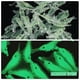 thumbnail image 4 of Sywqhk 50 Uds. Señuelo suave de camarón luminoso goma 3cm señuelo de pesca nocturna brillo fluorescente Sywqhk Alta Calidad, 4 of 7