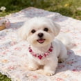 thumbnail image 5 of Cat Chain Collar with Cute Pet Paw & Metal Lock, Adjustable Sparkling Crystal Pet Necklace for Small Cats & Dogs, Rhinestones Jewelry Accessory Pink, 5 of 6