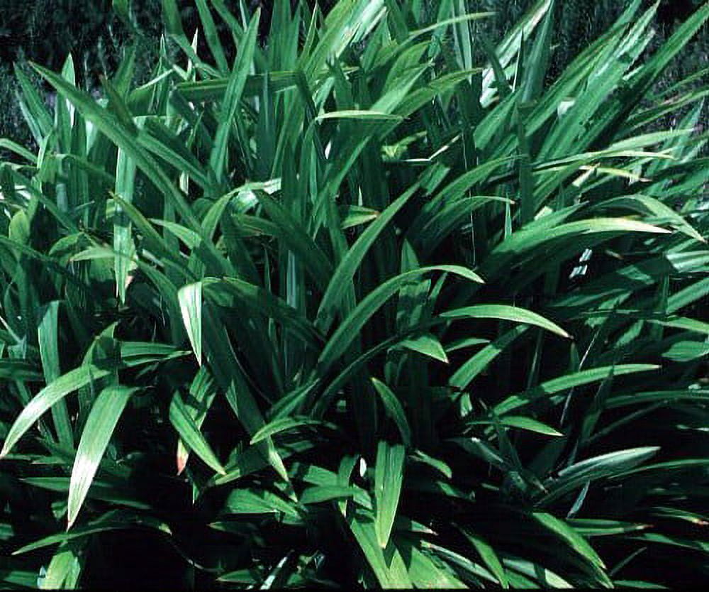 Pandan Spice Plant - Amaryllifolius pandanus - Indoors/Out-Live Plant 2.5" Pot