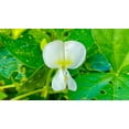 thumbnail image 6 of 50 Seeds Speckled Dixie BUTTERPEA LIMA BEAN Phaseolus Vulgaris Bush Vegetable Seeds, 6 of 6