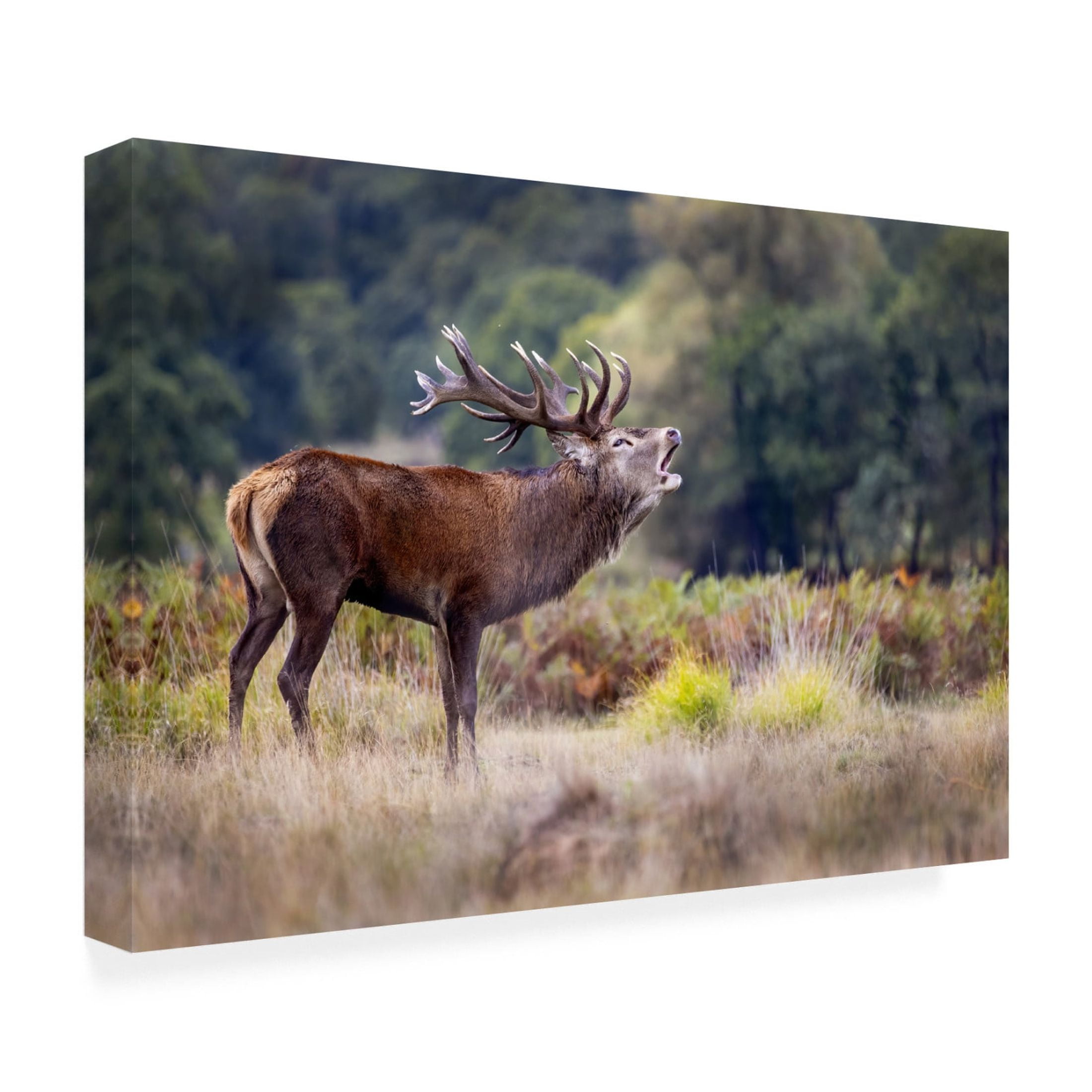 Canvas Wall Art - Marco Redaelli 'The Scream Of The Deer' Wall Art for Living Room, Bedroom, or Office Décor by Trademark Fine Art - 47 x 30 Inches