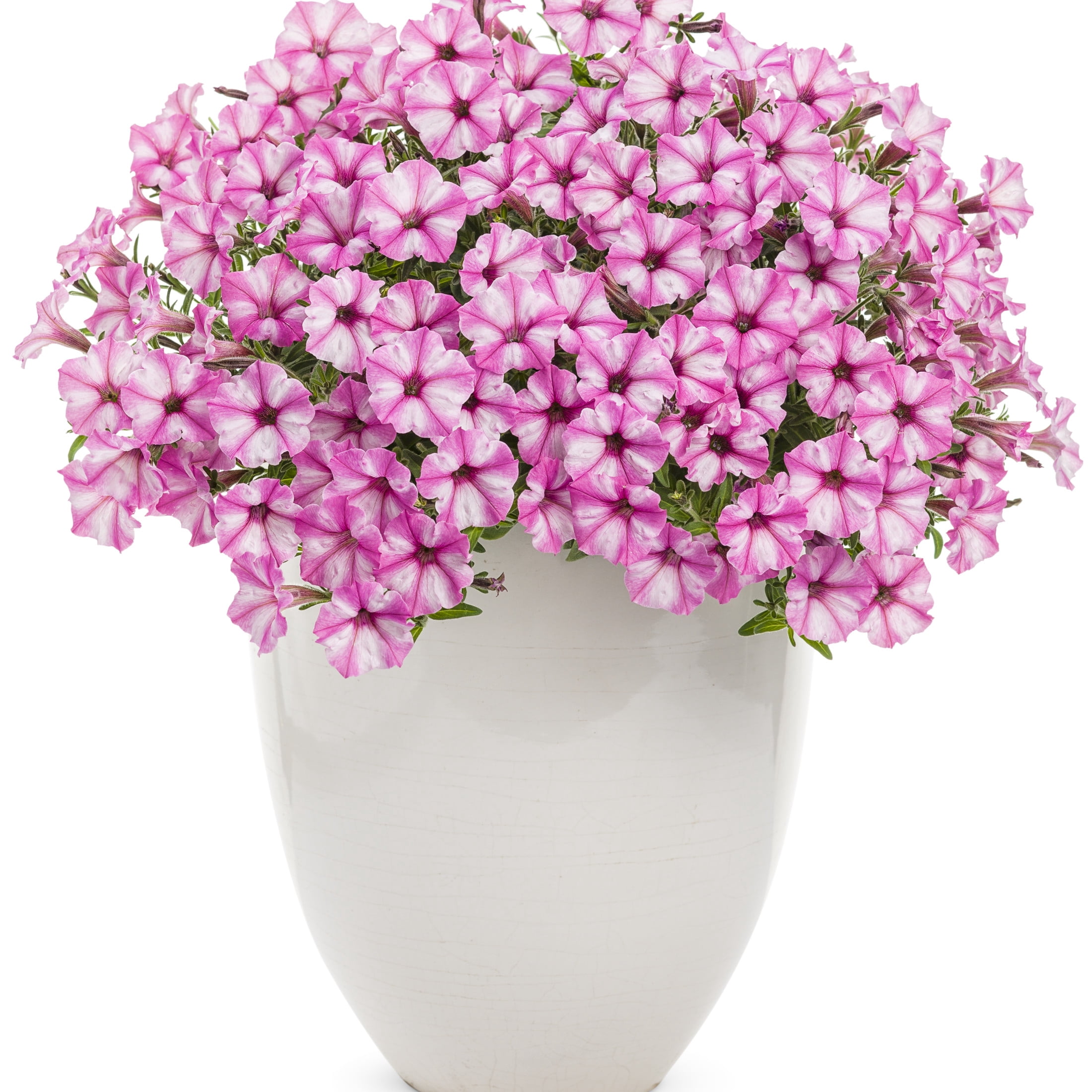 Proven Winners 4" Supertunia Mini Vista Pink Star Petunia Live Plant in 4.25" Pot (4 Count)