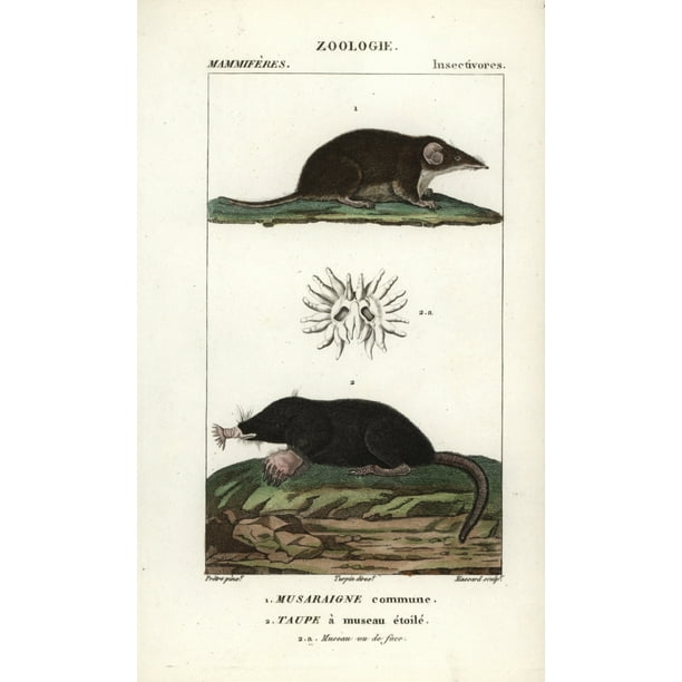 Common Shrew Sorex Araneus And Star Noseda Poster Print By Florilegius Mary Evans 18 X 24 Walmart Com