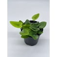 thumbnail image 2 of Heart Fern, Hemionitis Arifolia, 4 inch Pot, Heart Leaf, Tongue Fern, 2 of 8