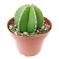thumbnail image 4 of Pachycereus Marginatus Mexican Fence Post Cactus - 4 inch + Clay Pot, 4 of 4