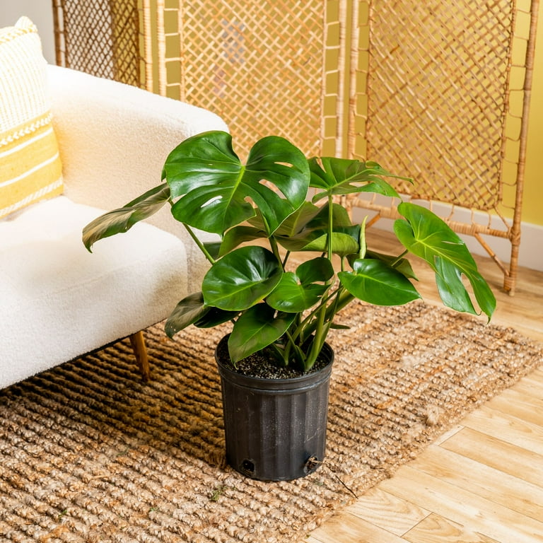 albino philodendron Philodendron Gloriosum 