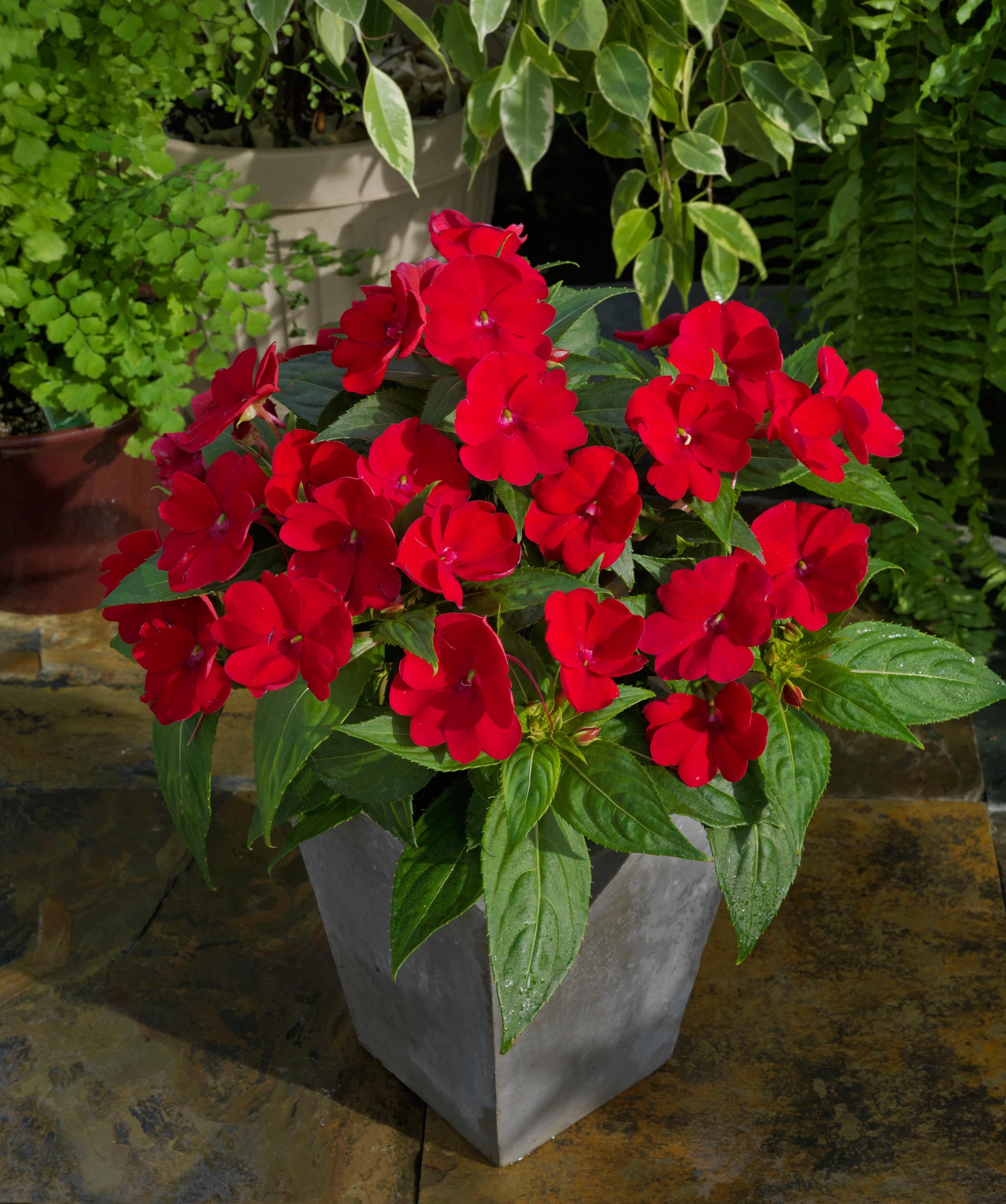4 in. Sunpatiens® 'Compact Fire Red' Live Annual with Full Sunlight - 4 Piece