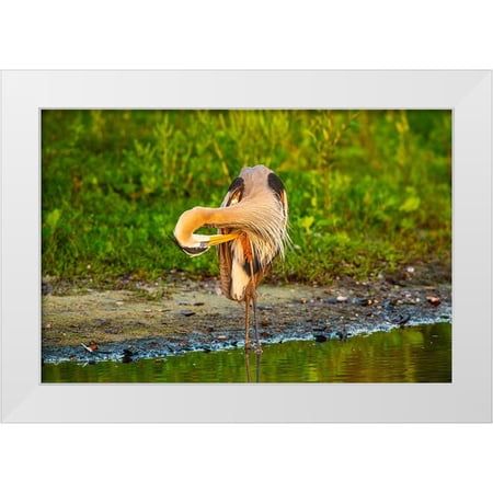 Friel, Bernard 14x11 White Modern Wood Framed Museum Art Print Titled - USA-Florida-Sarasota-Myakka River State Park-Preening Great Blue Heron
