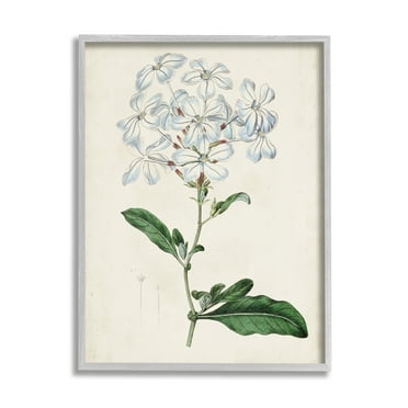 Rustic Garden Floral Study Charming White Blossoms 11 in x 14 in Framed Painting Art Print, by Stupell Home Décor