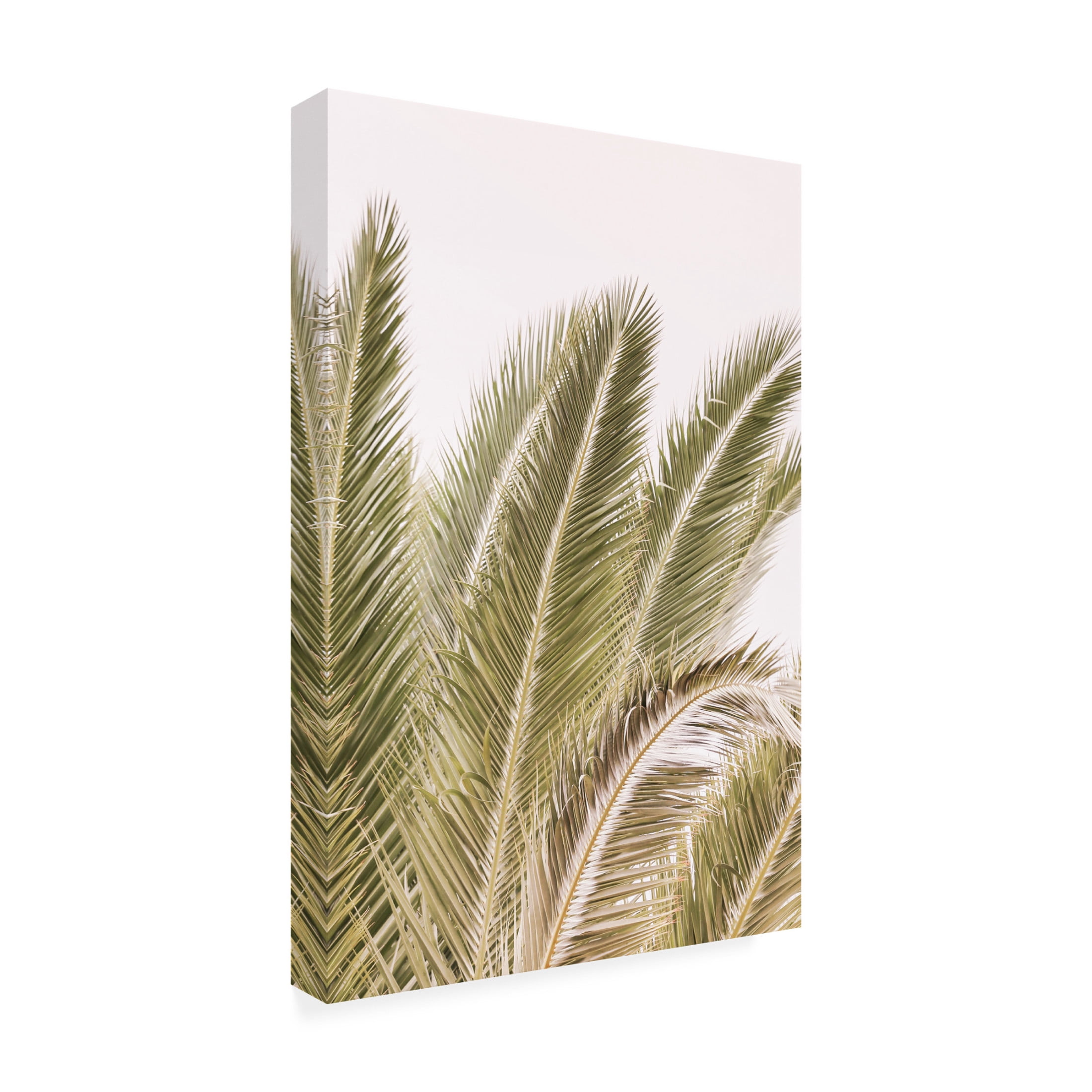 Trademark Fine Art Shot by Clint Oasis Palm 01 Oa 01 Canvas Wall Art