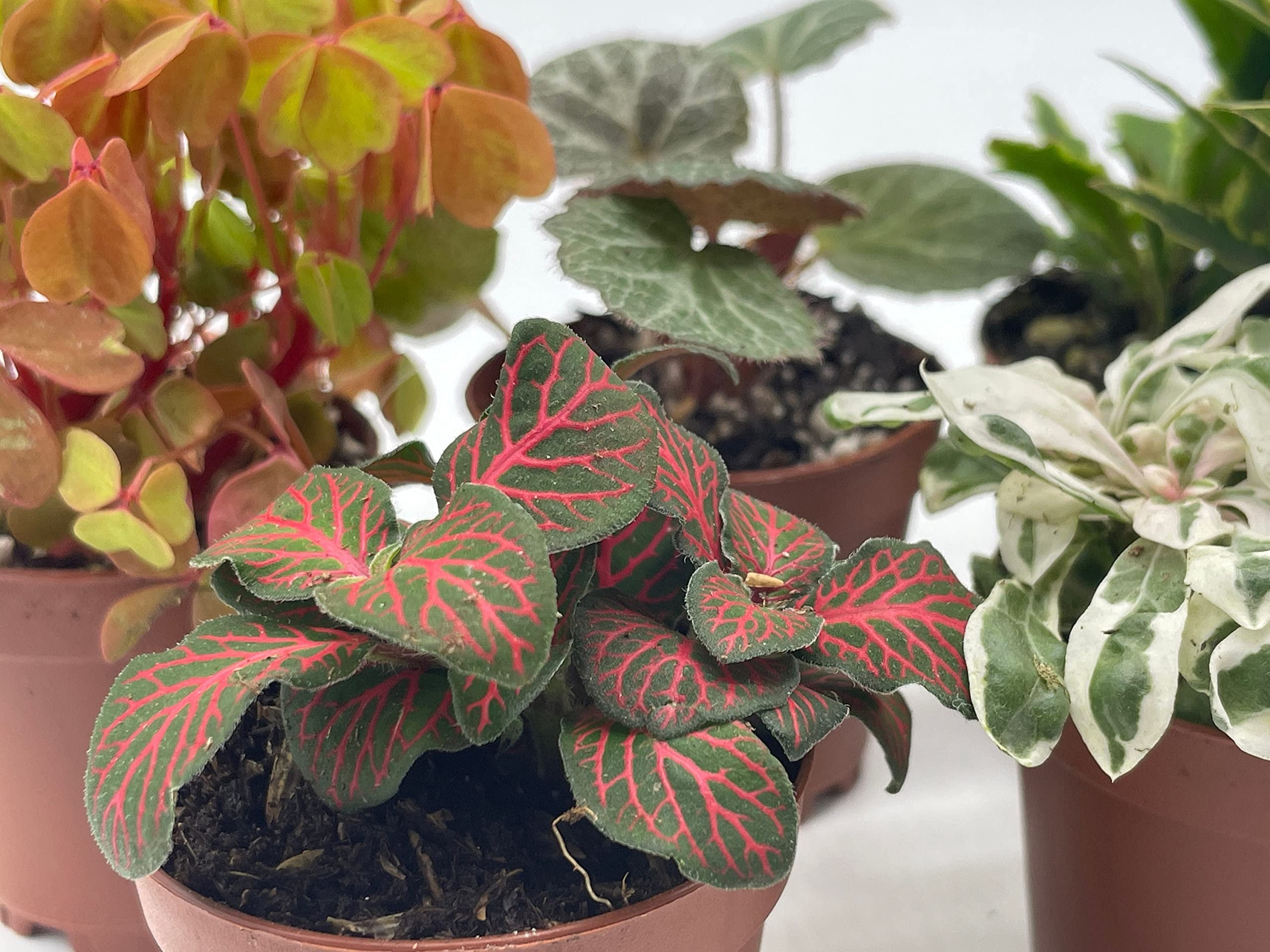 Florida House Plants Colorful Fern Set Live Plants in 2" Grower Pots (5 Count)