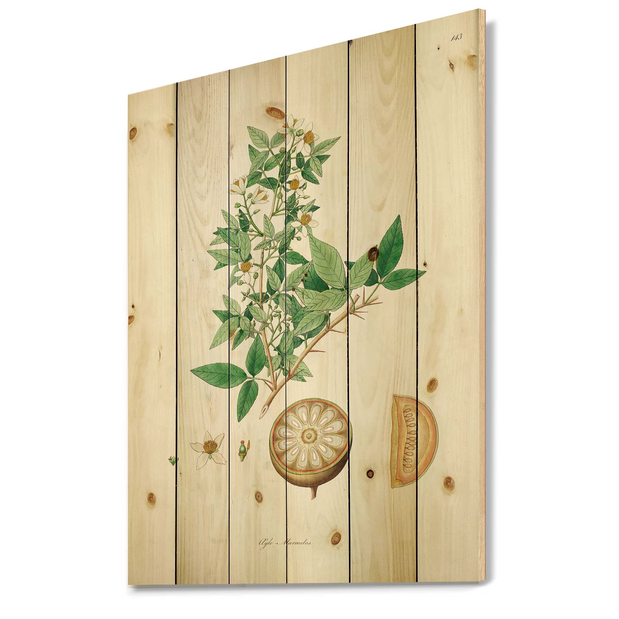 Designart 'Ancient Plant Life X' Farmhouse Print on Natural Pine Wood