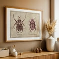 thumbnail image 5 of Ornate Goliath- Trichogomphus Martabani - Drawing Vintage Rustic Botanical Art Deco Unframed Wall Art Print 12 x 18 inches, 5 of 7
