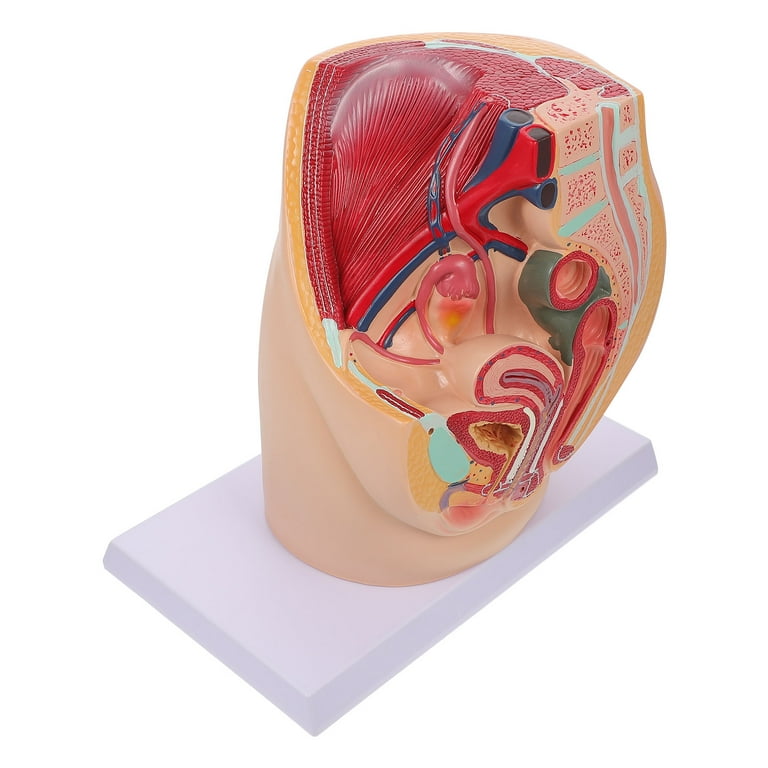 NUOLUX Female Pelvic Anatomical Model Reproductive System Anatomy Model  Pelvic Cavity Model